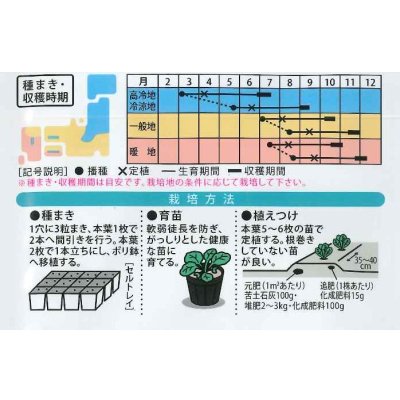 画像2: [キャベツ]　柳生甘藍　1ml　（株）大和農園