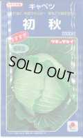 送料無料　[キャベツ]　初秋　2000粒　タキイ種苗(株)