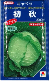 [キャベツ]　初秋　2000粒　タキイ種苗（株）