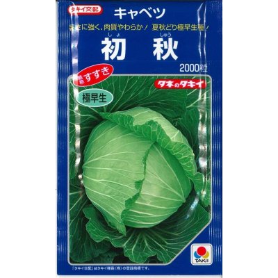 画像1: [キャベツ]　初秋　2000粒　タキイ種苗（株）