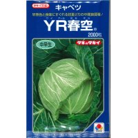 [キャベツ]　YR春空　2000粒 貴種（コートしてません）　タキイ種苗（株）