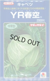 送料無料 [キャベツ] YR春空 2000粒 貴種(コートしてません) タキイ種苗(株)