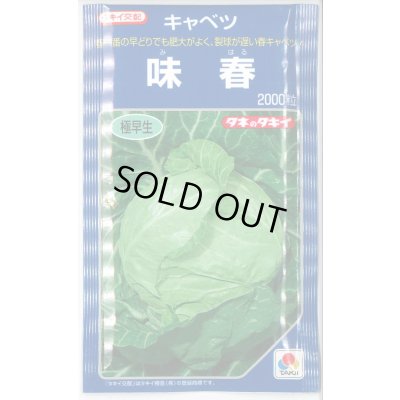 画像1: 送料無料　キャベツ　味春　2000粒　タキイ種苗(株)