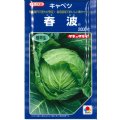 送料無料　[キャベツ]　春波　2000粒(コートしてません)　タキイ種苗(株)