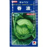 送料無料　[キャベツ]　春波　2000粒(コートしてません)　タキイ種苗(株)