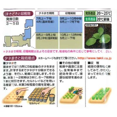 画像3: [白菜]　CRお黄にいり　100粒 ペレット種子　タキイ種苗（株）