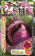 送料無料　[キャベツ]　キャンディーレッド甘藍　1ml　(約200粒)　小林種苗(株)