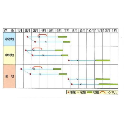 画像3: 送料無料　[キャベツ]　キャンディーレッド甘藍　1ml　(約200粒)　小林種苗(株)