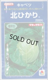 送料無料　[キャベツ]　北ひかり　2000粒　タキイ種苗(株)