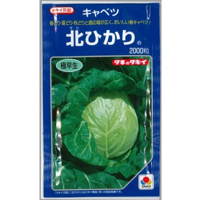 画像1: 送料無料　[キャベツ]　北ひかり　2000粒　タキイ種苗(株)
