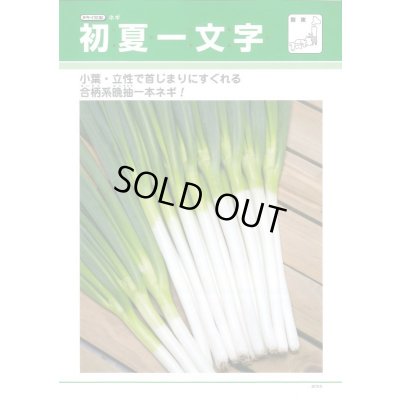 画像2: 送料無料[ねぎ]　初夏一文字　2Lコート5千粒　タキイ種苗