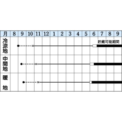 画像2: 送料無料　[たまねぎ]　猩々赤　5.5ml(約640粒)　タキイ種苗(株)　DF