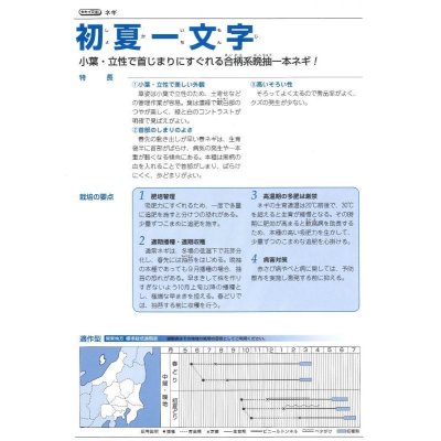 画像3: [ねぎ]　初夏一文字　２Lコート５千粒　タキイ種苗