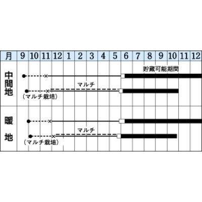 画像2: 送料無料　[たまねぎ]　アトン　5.5ml(約540粒)　タキイ種苗(株)　DF