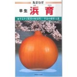 送料無料　[たまねぎ]　浜育　小袋　2.8ml　カネコ種苗（株）