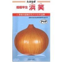 送料無料　[たまねぎ]　超極早生　浜笑（PVP）　20ml　カネコ種苗（株）