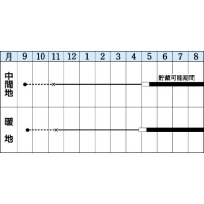 画像3: 送料無料　[たまねぎ]　ソニック　20ml　タキイ種苗(株)