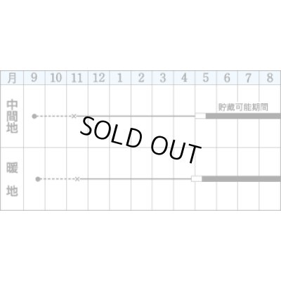 画像3: [たまねぎ]　ソニック　4.5ml（約420粒）　タキイ種苗（株）　DF　