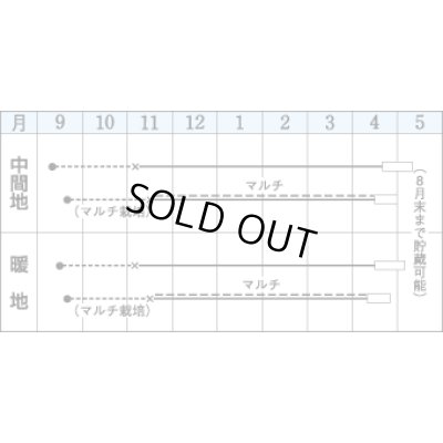 画像2: [たまねぎ]　マッハ　4.5ml（約450粒）　タキイ種苗（株）　DF　