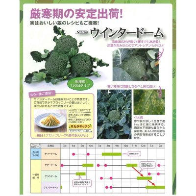 画像5: [ブロッコリー] ウインタードーム 2000粒 (株)サカタのタネ