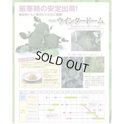 画像6: 送料無料　[ブロッコリー]　ウインタードーム　コート5000粒　(株)サカタのタネ