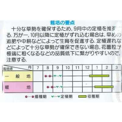 画像2: 送料無料　[ブロッコリー]　ウインタードーム　コート5000粒　(株)サカタのタネ