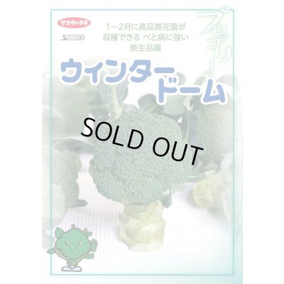 画像2: 送料無料　[ブロッコリー]　ウインタードーム　ペレット120粒　(株)サカタのタネ