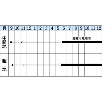 画像2: 送料無料　[たまねぎ]　O・K黄　20ml　タキイ種苗(株)