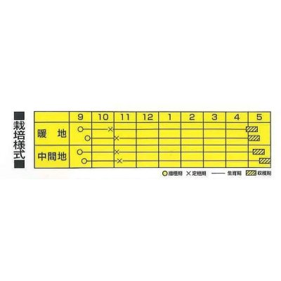 画像2: 送料無料　[たまねぎ]　レッドグラマー（PVP)　　1dl　カネコ種苗（株）