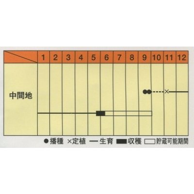 画像2: 送料無料　[たまねぎ]　赤玉葱　フレッシュレッド　20ml　松永種苗(株)