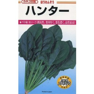 画像2: [シーダー種子]　ほうれんそう　ハンター　1粒×5cm間隔