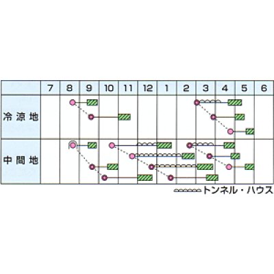 画像3: [シーダー種子]　ほうれんそう　ハンター　1粒×5cm間隔