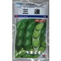 送料無料　[そら豆]　三連　1dl(およそ21粒)タキイ種苗(株)