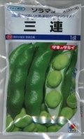 送料無料　[そら豆]　三連　1dl(およそ21粒)タキイ種苗(株)