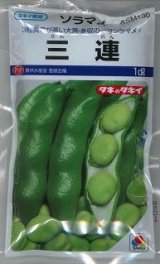 送料無料　[そら豆]　三連　1dl(およそ21粒)タキイ種苗(株)