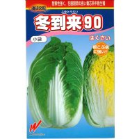 [白菜] 冬到来90 0.7ml 渡辺農事（株）