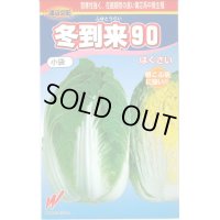 [白菜]　冬到来90　0.6ｍｌ　渡辺交配