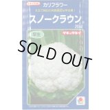 送料無料　[カリフラワー]　スノークラウン　20ml　タキイ種苗(株)