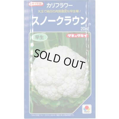 画像1: 送料無料　[カリフラワー]　スノークラウン　20ml　タキイ種苗(株)