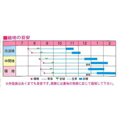 画像2: [白菜] 冬到来90 0.7ml 渡辺農事（株）