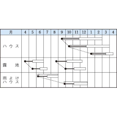 画像2: [葉物]　摘みとりシュンギク　きわめ中葉春菊　1Ｌ　タキイ種苗