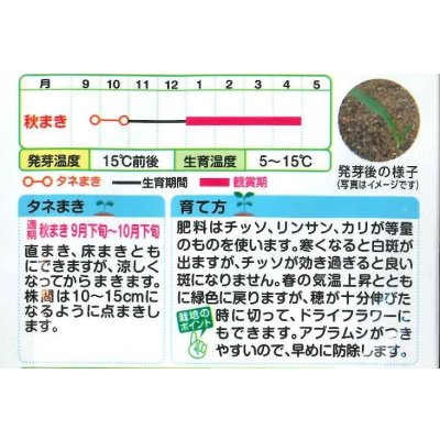 画像2: 送料無料　花の種　むぎ　笹の雪　8ml　タキイ種苗(株)NL150