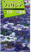 送料無料　花の種　フェリシア　スプリングメルヘン　0.4ml　タキイ種苗(株)NL200