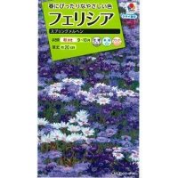 送料無料　花の種　フェリシア　スプリングメルヘン　0.4ml　タキイ種苗(株)NL200