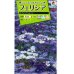 画像1: 花の種　フェリシア　スプリングメルヘン　0.4ml　タキイ種苗（株） (1)