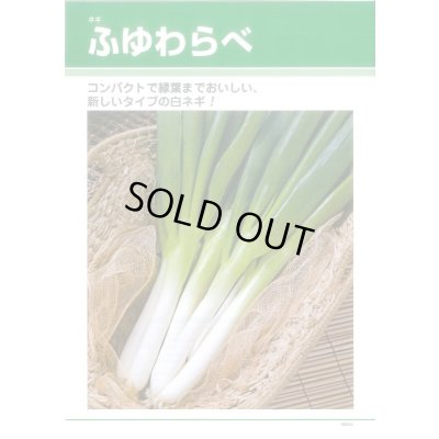 画像4: 送料無料　[ねぎ]　ふゆわらべ　1dl　タキイ種苗