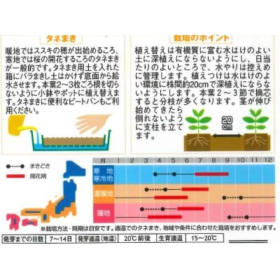 画像2: 花の種　金魚草　パレードミックス　約145粒　サカタのタネ（株）実咲200