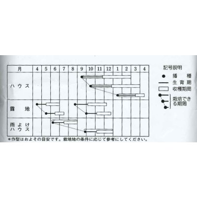 画像4: [春菊]　中葉春菊　1L　タキイ種苗（株）