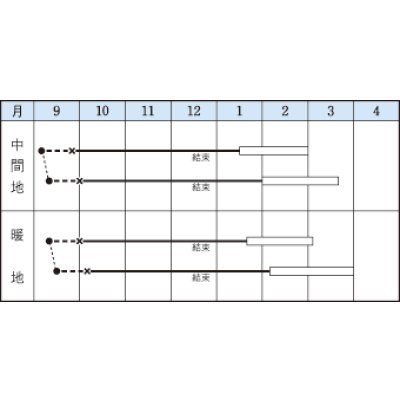画像2: 送料無料　[白菜]　晩輝　2ml（約440粒）　タキイ種苗(株)　DF