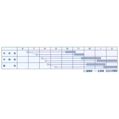 画像4: [人参]　あけみ五寸　1万粒　L　サイズ　ペレット種子　カネコ種苗（株）